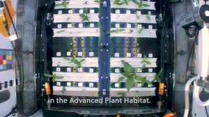 Expedition 66 Crew Grows Chile Peppers on the International Space Station Time-lapse